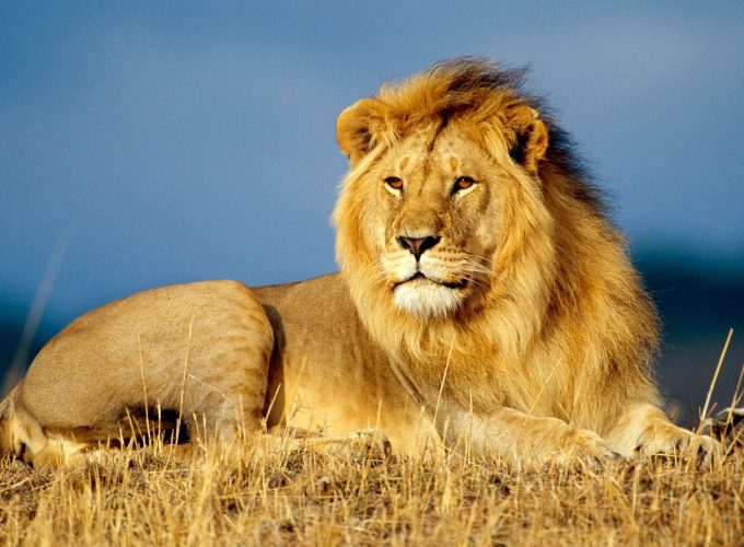 Stock Images lion, savanna, 4k, Stock Images 946386022